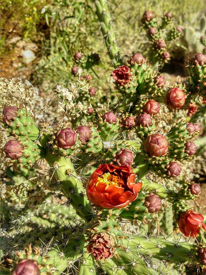 acacia demonstration gardens