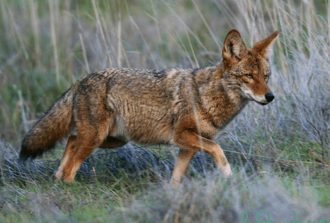 Learn how to prevent coyotes from coming into your yard.