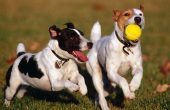 dogs running with ball