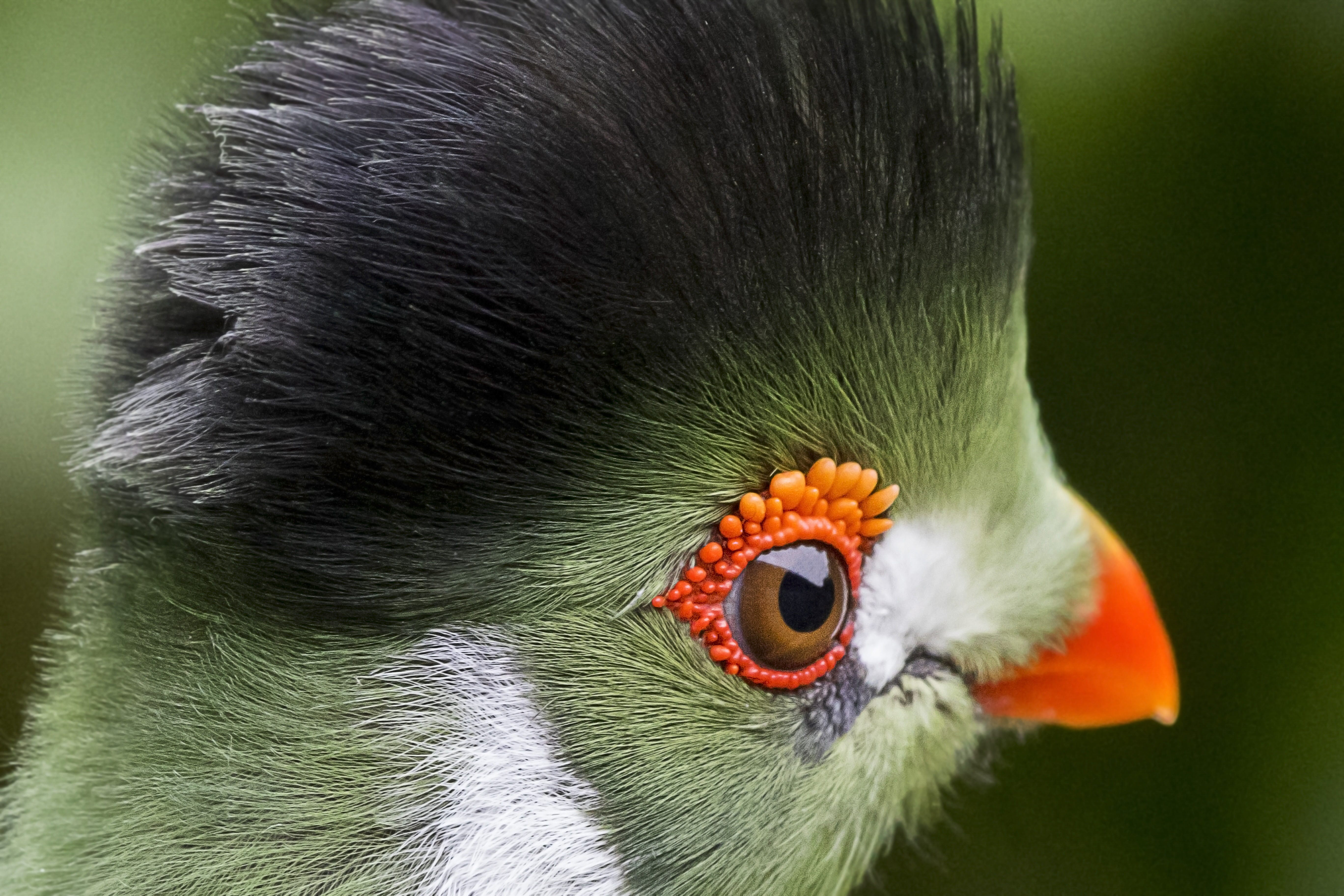 tropical bird closeup