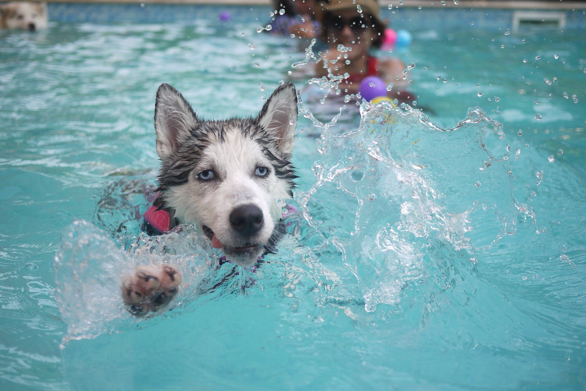 Siberian husky splashes playfully in a pool as it swims toward the camera