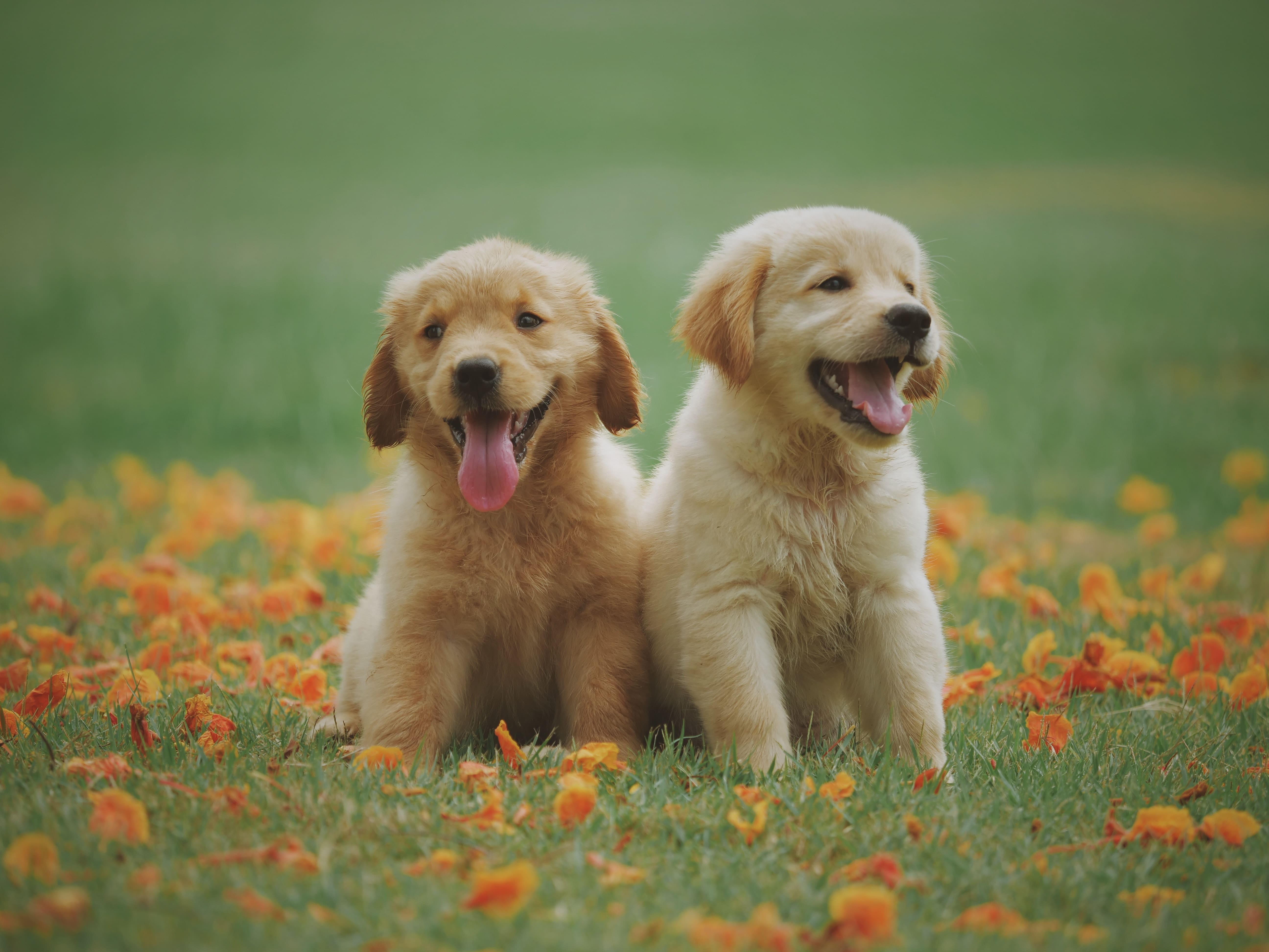 Two yellow labs sit in the grass