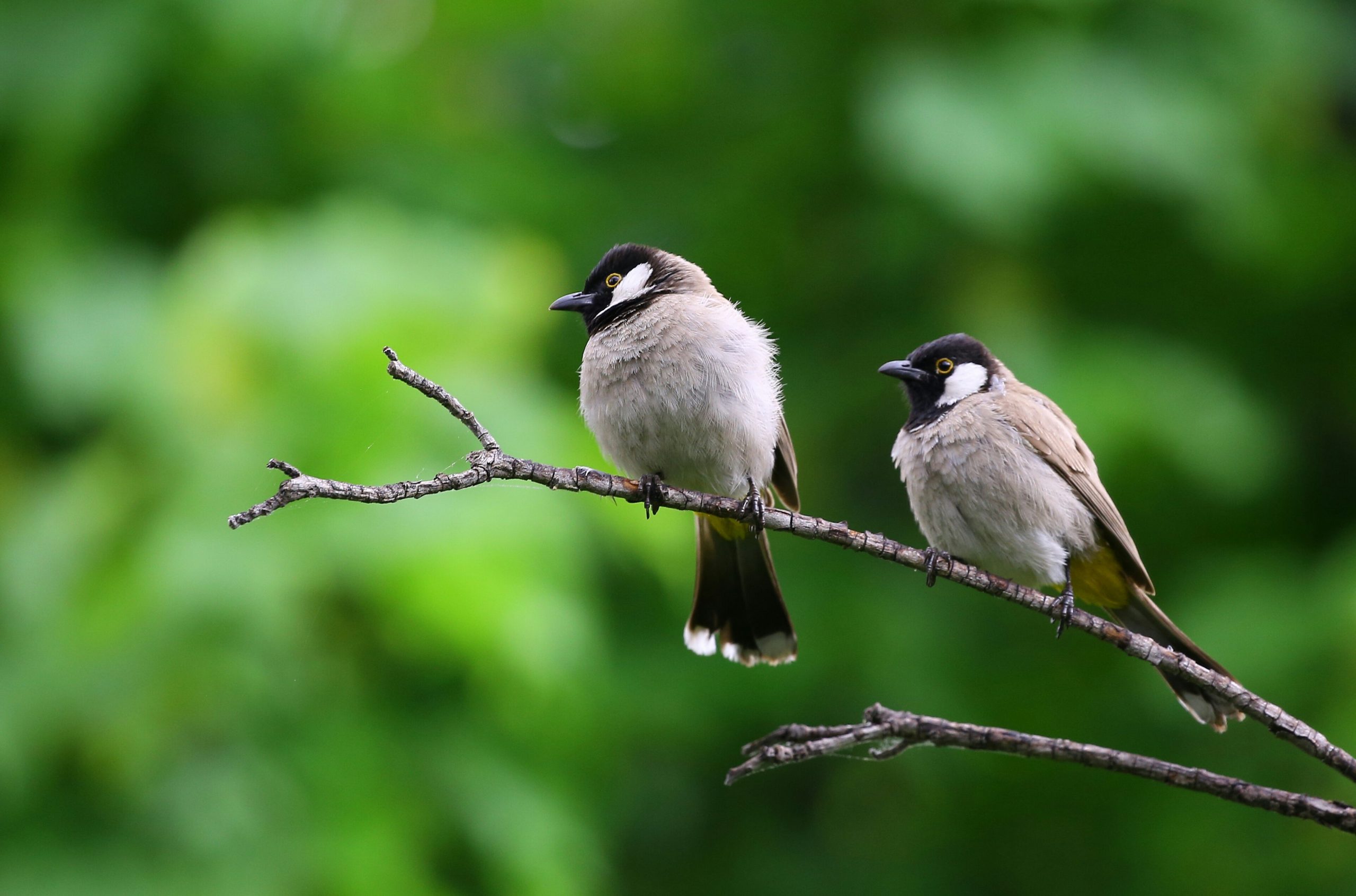 Two birds sit on a tree branch.