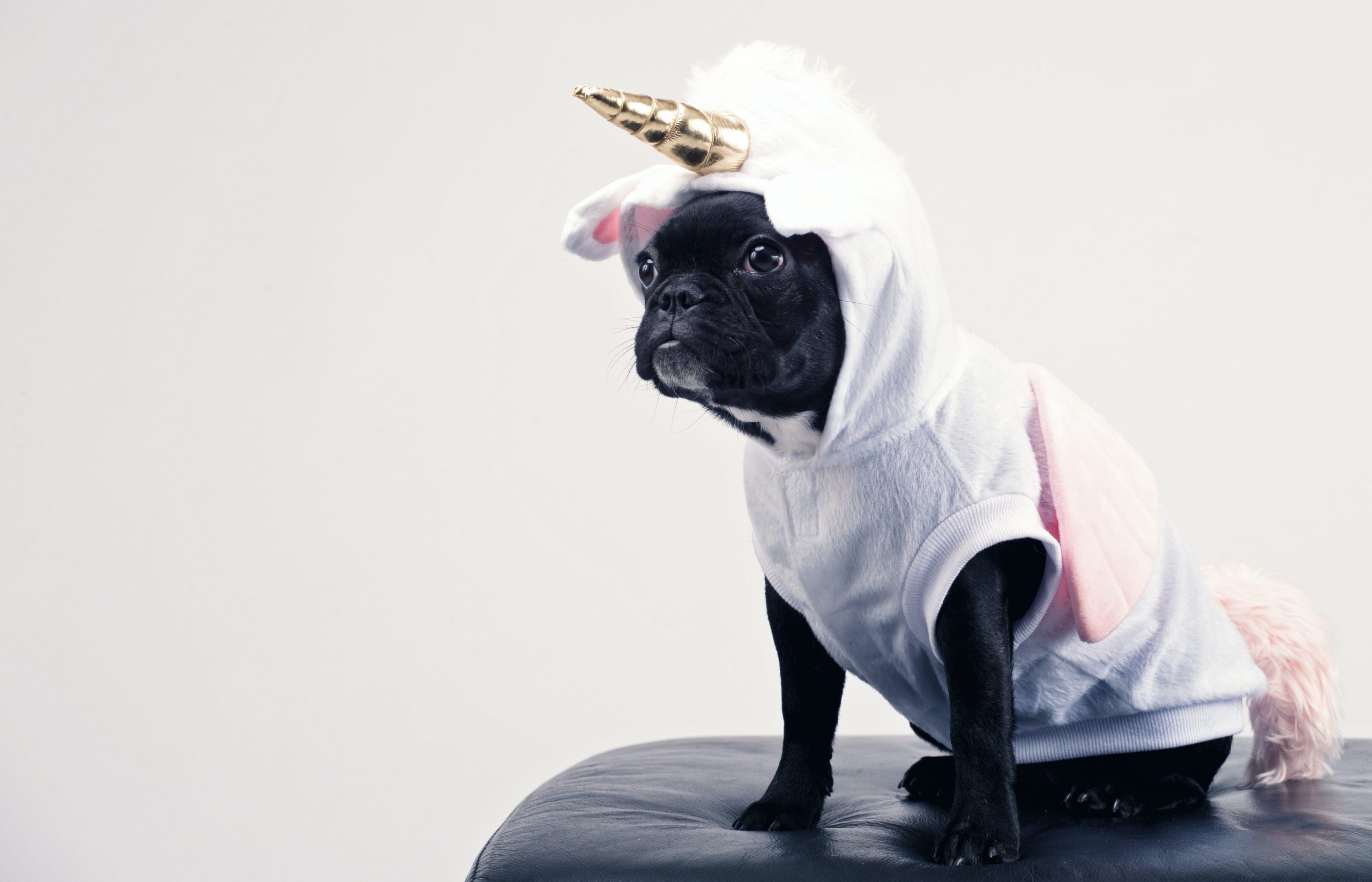 A dog in a unicorn costume.