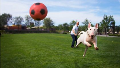 A man playing fetch with his dog at Inspirada