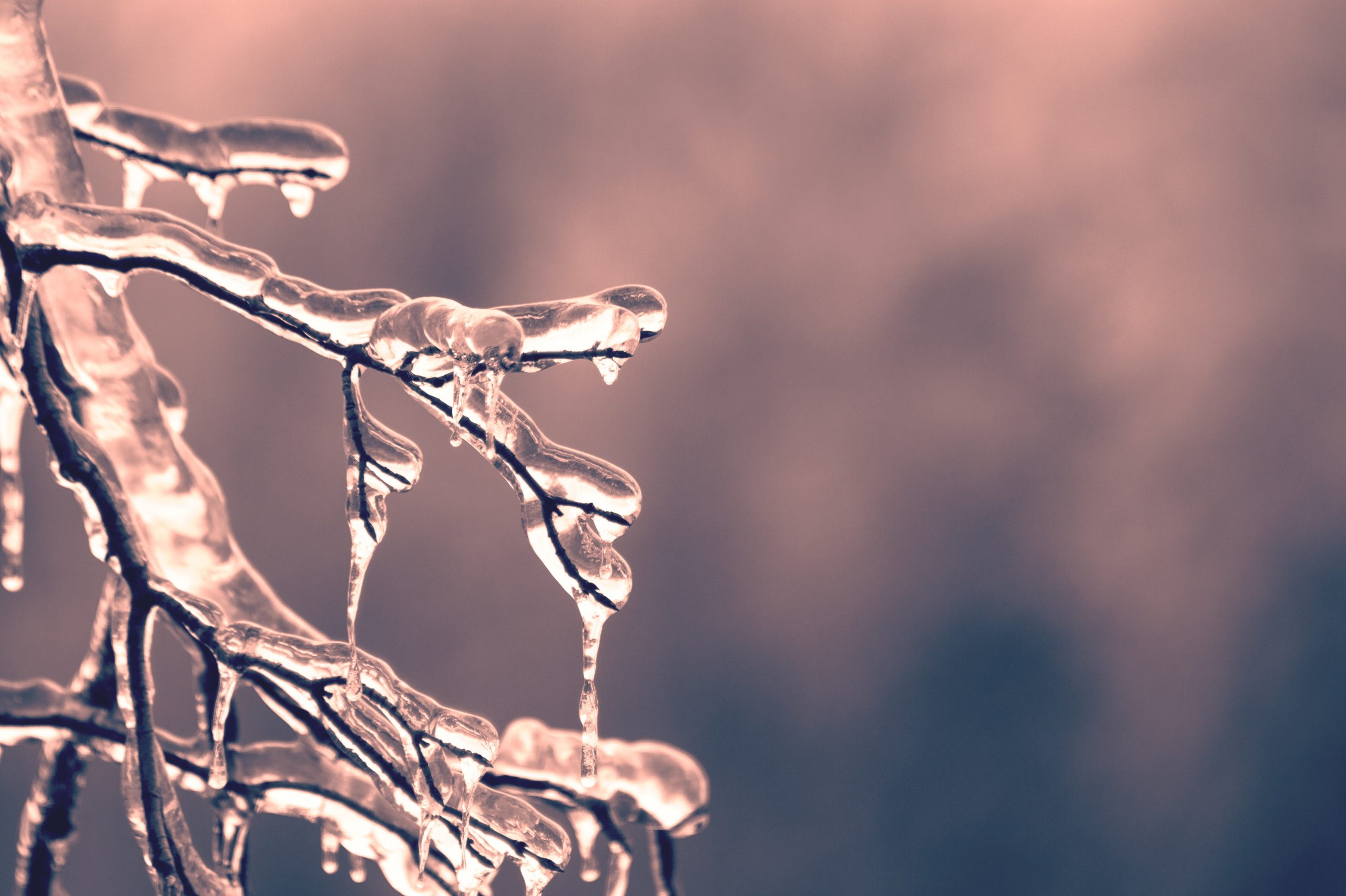 A frozen tree branch.