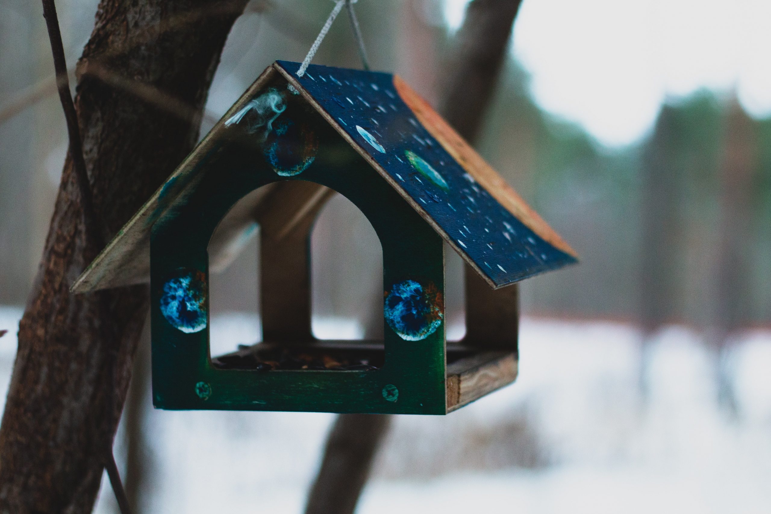 A bird feeder hangs from a tree.